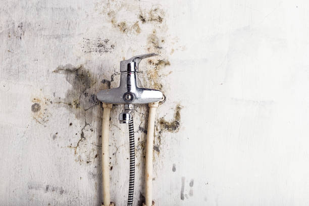 Best Emergency Mold Removal  in Stephenville, TX