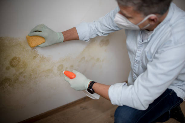 Best Residential Mold Removal  in Stephenville, TX