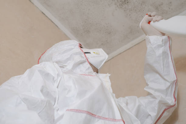 Trusted Stephenville, TX Mold Removal Experts