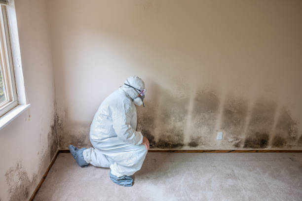 Best Crawl Space Mold Removal  in Stephenville, TX