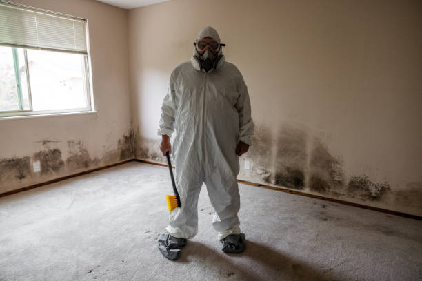 Best Black Mold Removal  in Stephenville, TX