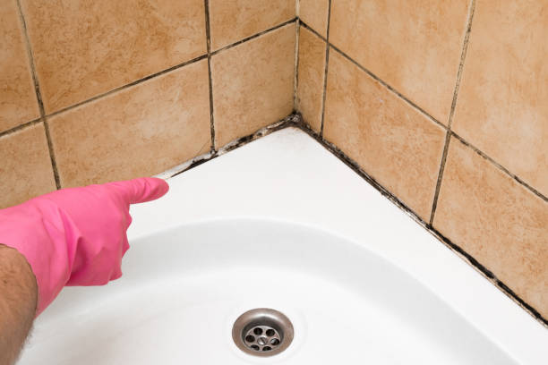 Mold Testing and Removal in Stephenville, TX
